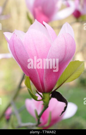 Fleurs de Magnolia 'Sweetheart', la floraison au printemps - Avril, UK Banque D'Images