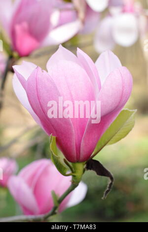 Fleurs de Magnolia 'Sweetheart', la floraison au printemps - Avril, UK Banque D'Images