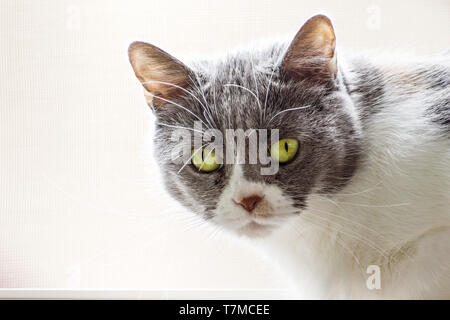 Portrait de chat gris et blanc aux yeux verts, regardant la caméra, la lumière arrière-plan coloré Banque D'Images