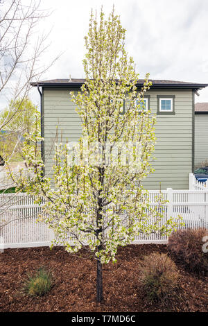 Asian Pear Tree en pleine floraison printanière ; centre du Colorado, USA Banque D'Images