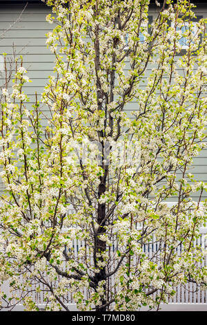 Asian Pear Tree en pleine floraison printanière ; centre du Colorado, USA Banque D'Images