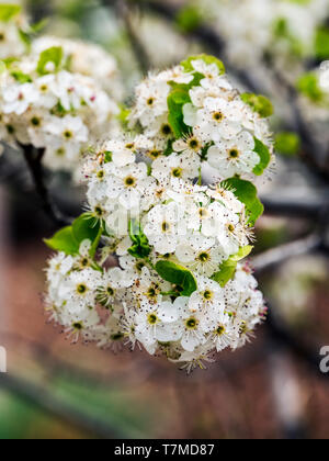 Asian Pear Tree en pleine floraison printanière ; centre du Colorado, USA Banque D'Images