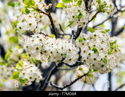 Asian Pear Tree en pleine floraison printanière ; centre du Colorado, USA Banque D'Images