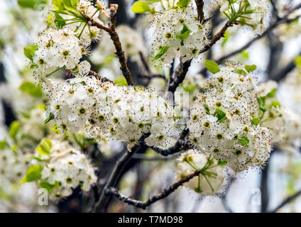Asian Pear Tree en pleine floraison printanière ; centre du Colorado, USA Banque D'Images