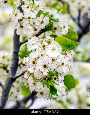 Asian Pear Tree en pleine floraison printanière ; centre du Colorado, USA Banque D'Images