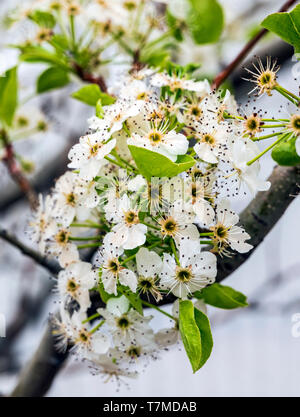 Asian Pear Tree en pleine floraison printanière ; centre du Colorado, USA Banque D'Images