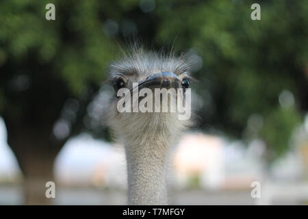 plats variés, pizza, sphirra, en-cas et divers Banque D'Images