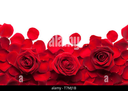 Pétales de roses rouge isolé sur fond blanc Banque D'Images