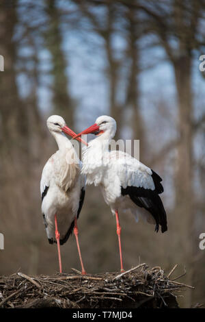 Cigogne Blanche (Ciconia ciconia). Couple d'offres sur son nid, Allemagne Banque D'Images