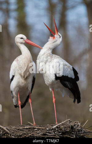 Cigogne Blanche (Ciconia ciconia). Couple d'offres sur son nid, Allemagne Banque D'Images