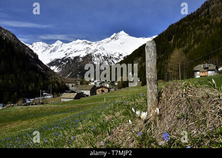 Photo d'un petit village, Chiareggio, dans les Alpes centrales. Le ressort est sa coloration prés avec de magnifiques fleurs, tandis que la neige blanchit le mont Banque D'Images