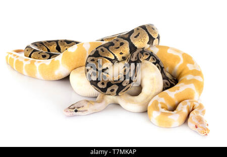 Ball pythons in front of white background Banque D'Images