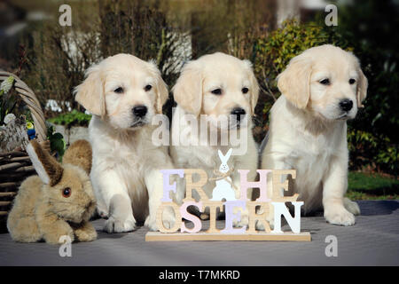 Golden Retriever. Trois chiots (femelles, 7 semaines) avec doublure en bunny et signer 'Joyeuses Pâques'. Allemagne Banque D'Images