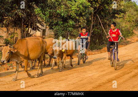 Jeune Herder et leur bétail dans la campagne de Vang Vieng, Laos Banque D'Images