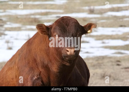 L'industrie de l'élevage de bétail en Alberta, Canada se porte bien. Banque D'Images