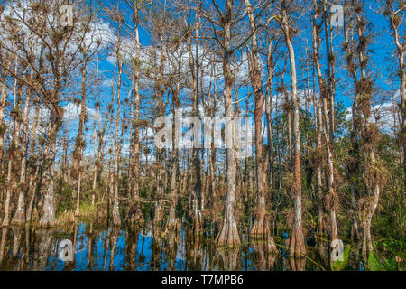 Big Cypress National Preserve. Tamiami Trail. La Floride du Sud. USA Banque D'Images