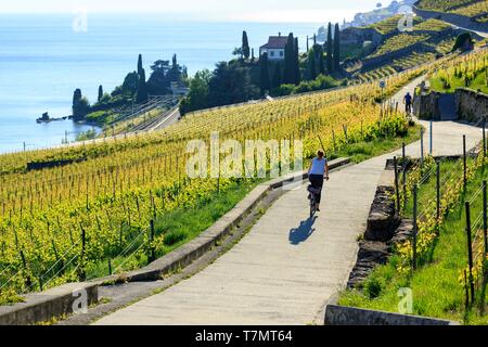 La Suisse, canton de Vaud, le lac de Genève, District Lavaux Oron, Lavaux, vignoble en terrasses, classé au Patrimoine Mondial par l'UNESCO, Saint Saphorin Banque D'Images