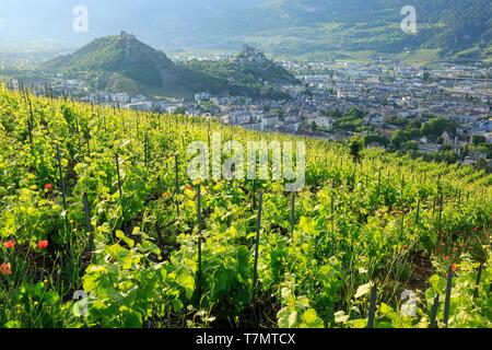 La Suisse, canton du Valais, Sion, Château de Tourbillon (13ème) sur la colline sur la gauche et la Basilique Notre Dame de Valère (13ème) sur la colline sur la droite, vignoble du Valais Banque D'Images