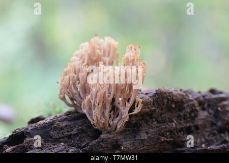 Artomyces pyxidatus est un champignon qui est communément appelé la couronne la couronne ou corail champignon de corail à pointe Banque D'Images