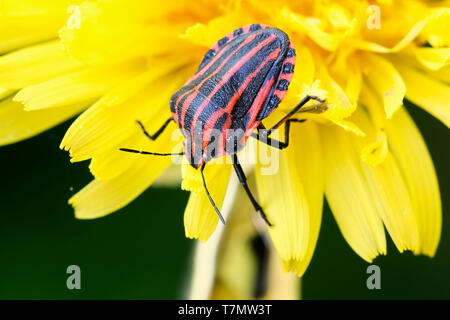 Striped bug ou bogue ménestrel, Graphosoma lineatum. une espèce de shield bug dans la famille Pentatomidae Banque D'Images