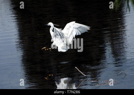 L'aigrette garzette, Egretta garzetta, venant de se poser sur l'eau en montrant ses pieds jaune étrange. Banque D'Images
