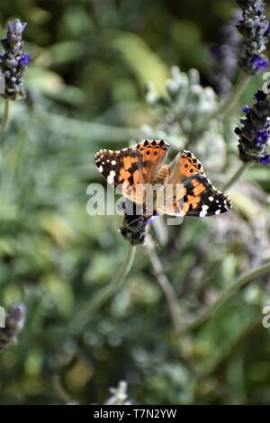 Papillon belle dame perché sur la Lavande Banque D'Images