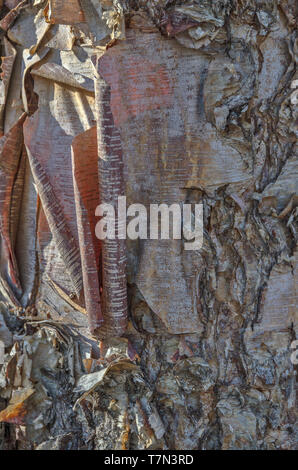 Écorce mince papier d'une rivière bouleau (Betula nigra) avec la lumière du soleil l'ajout de la couleur. Banque D'Images