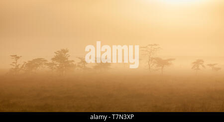 La lumière tôt le matin au lever du soleil, les arbres dans la brume, large format paysage, Ol Pejeta Conservancy, Laikipia, Kenya, Africa Banque D'Images