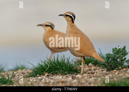 De couleur crème (Courser Cursorius cursor) dans le désert de sable sur le bord de la mer Banque D'Images