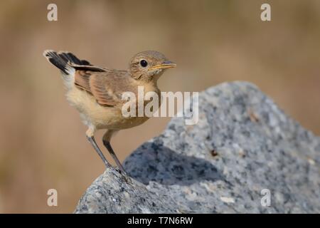 Traquet motteux - Oenanthe isabellina Isabelline mâle avec ses poussins au cours de la première journée hors du nid. Roumanie Banque D'Images