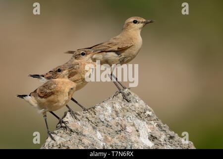 Traquet motteux - Oenanthe isabellina Isabelline mâle avec ses poussins au cours de la première journée hors du nid. Banque D'Images