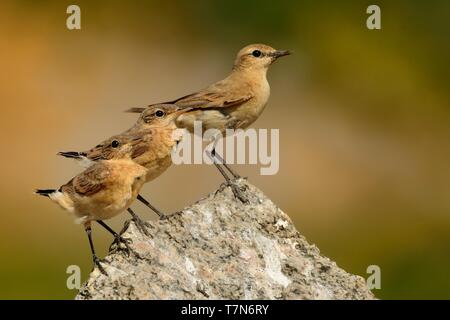 Traquet motteux - Oenanthe isabellina Isabelline mâle avec ses poussins au cours de la première journée hors du nid. Roumanie Banque D'Images