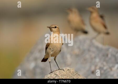 Traquet motteux - Oenanthe isabellina Isabelline mâle avec ses poussins au cours de la première journée hors du nid. Roumanie Banque D'Images