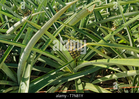 Les plantations d'Ananas au Costa Rica, des fruits l'agriculture en Amérique centrale. Est une plante tropicale avec un fruit multiple composé d'abouti Banque D'Images