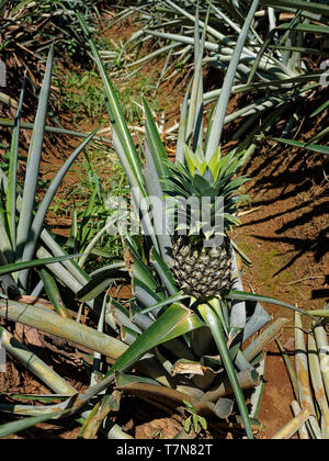 Les plantations d'Ananas au Costa Rica, des fruits l'agriculture en Amérique centrale. Est une plante tropicale avec un fruit multiple composé d'abouti Banque D'Images