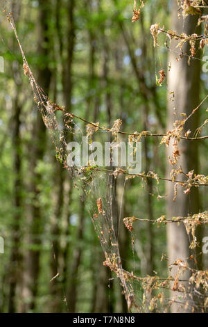 Dommage, la défoliation et le déboisement causé par un nombre élevé de l'hiver (Operophtera brumata) chenilles Banque D'Images