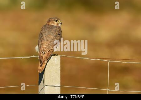 Merlin (Falco columbarius) perché sur la clôture dans le wintersite en Espagne éclairée par le soleil du matin. Banque D'Images