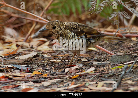 Zoothera lunulata Bassian Thrush - connu sous le nom de l'olive-tailed thrush grive insectivores, trouvés dans le sud-est de l'Australie et de Tasmanie. Banque D'Images