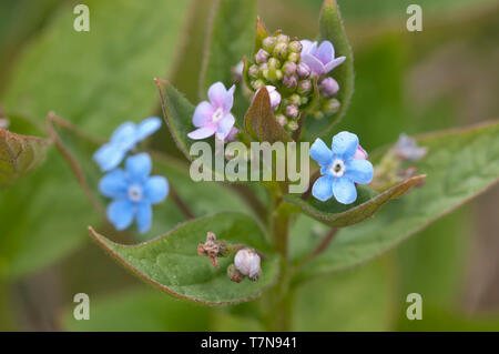 Brunnera sibirica plant close up shot orientation locale Banque D'Images