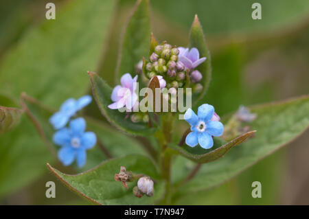Brunnera sibirica plant close up shot orientation locale Banque D'Images