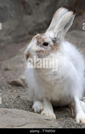 Lièvre variable (Lepus timidus) la mue du pelage d'hiver en livrée d'été. Le Tyrol, Autriche Banque D'Images