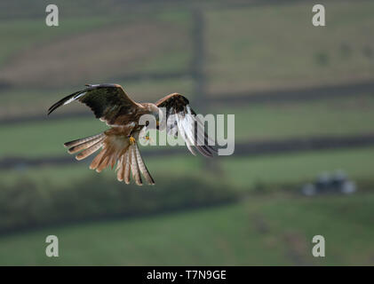 Le Milan royal Milvus milvus,, en vol, sur les terres agricoles, Haworth, West Yorkshire Banque D'Images