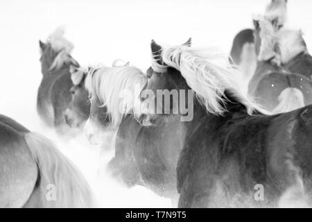 Cheval Haflinger. Galopping troupeau dans la neige, noir et blanc. L'Autriche Banque D'Images