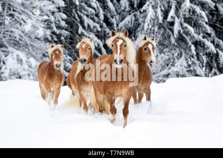 Cheval Haflinger. Troupeau dans la neige, trottant vers la caméra. L'Autriche Banque D'Images