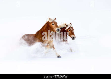 Cheval Haflinger. Deux chevaux galopant dans la neige poudreuse en hiver. L'Autriche Banque D'Images