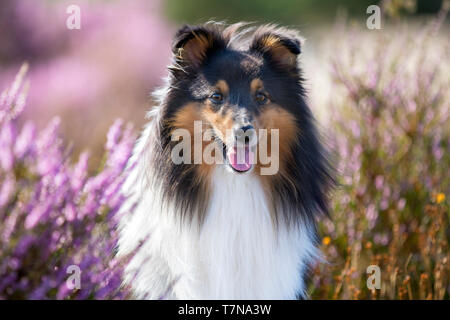 Cartouche 3 couleurs Shetland Sheepdog. Fun pour adultes in front of flowering heather, portrait. Pays-bas Banque D'Images