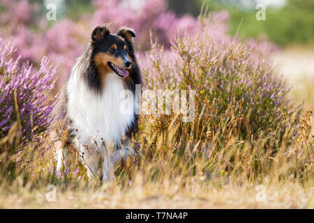 Cartouche 3 couleurs Shetland Sheepdog. Fun pour adultes in front of flowering Heather Banque D'Images