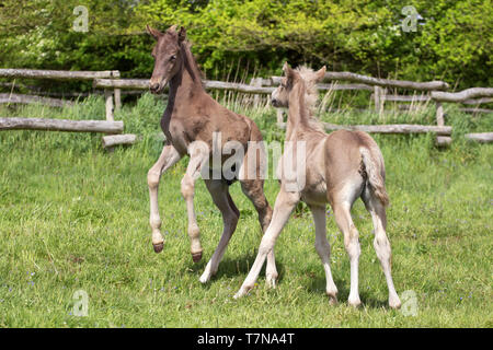 Rocky Mountain Horse. Deux poulains jouant sur un pâturage. Allemagne Banque D'Images