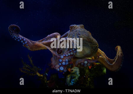 Poulpe commun - Octopus vulgaris dans la mer sous l'eau. Banque D'Images