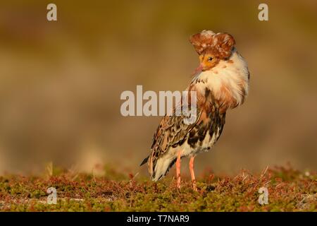 - Ruff Philomachus pugnax mâle en plumage nuptial dans l'lek en Norvège. Banque D'Images